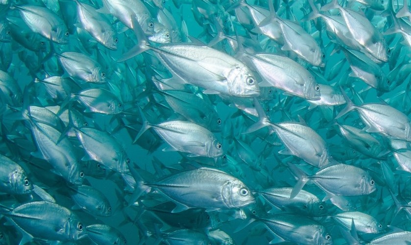 Oddisea — Premium Interactive Seafood & B2B Product Platform project preview
